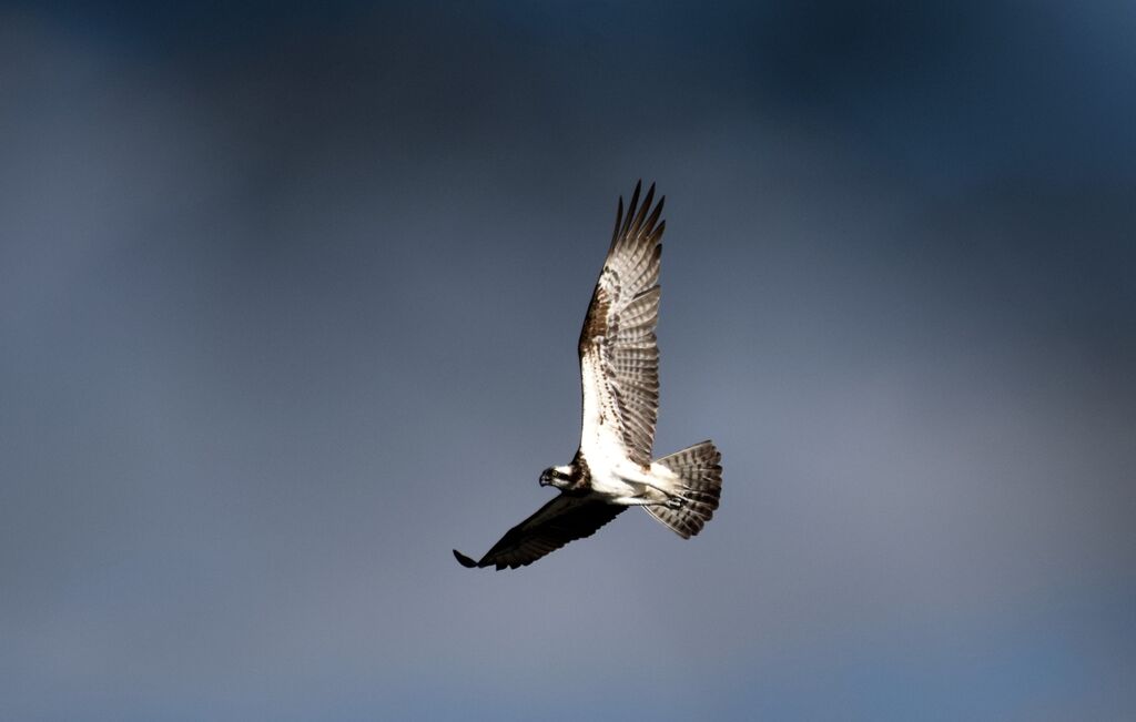 Western Osprey female juvenile, Flight