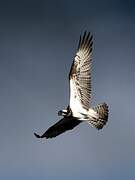 Western Osprey