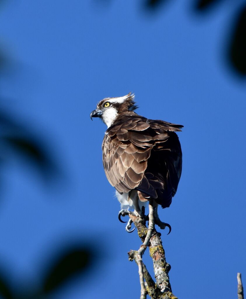 Ospreysubadult post breeding, identification