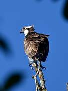 Western Osprey