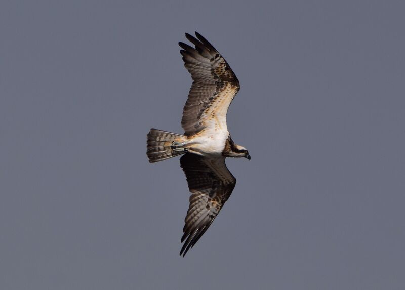 Western Osprey female Fourth year, pigmentation, Flight, fishing/hunting