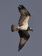 Western Osprey