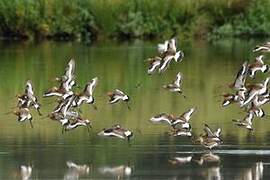 Black-tailed Godwit