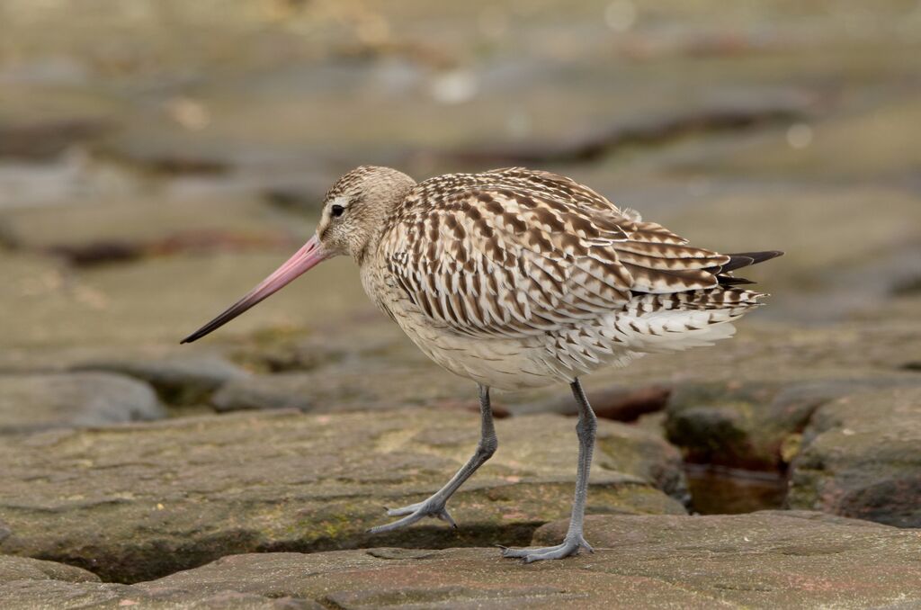 Bar-tailed Godwit, walking