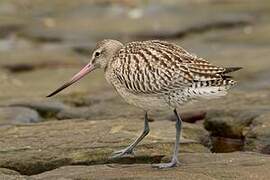 Bar-tailed Godwit