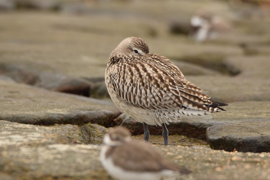 Bar-tailed Godwitadult post breeding, identification