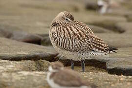 Bar-tailed Godwit