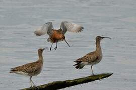 Bar-tailed Godwit