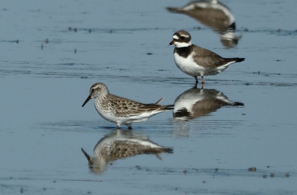 Bécasseau de Bonaparte