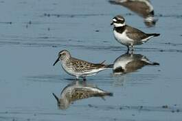 Bécasseau de Bonaparte