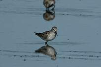 Bécasseau de Bonaparte