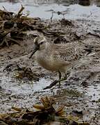 Red Knot