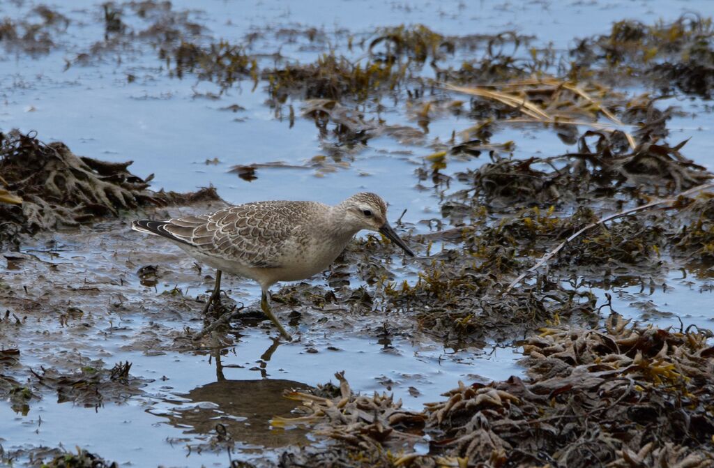 Bécasseau maubèchejuvénile, identification, marche