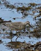 Red Knot