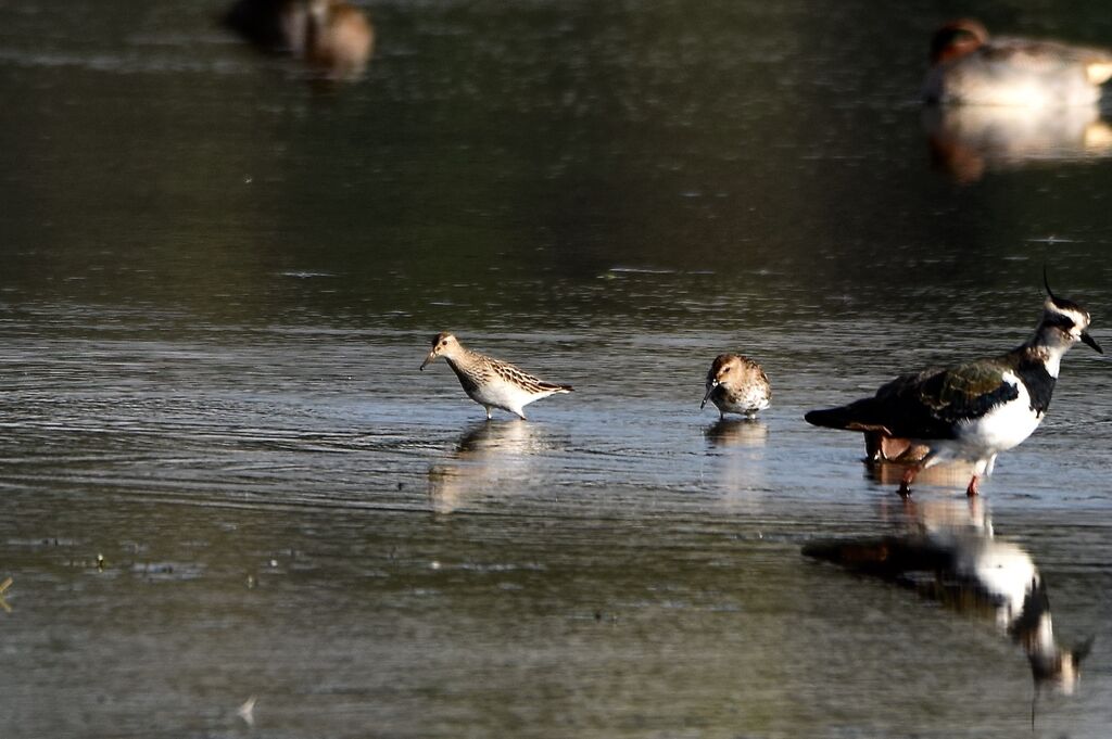 Pectoral Sandpiper