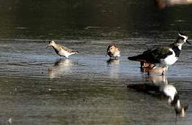 Pectoral Sandpiper