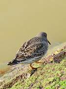 Purple Sandpiper