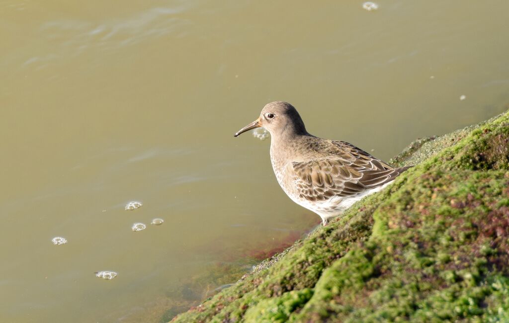 Purple Sandpiperadult post breeding, identification