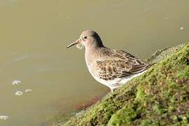 Purple Sandpiper