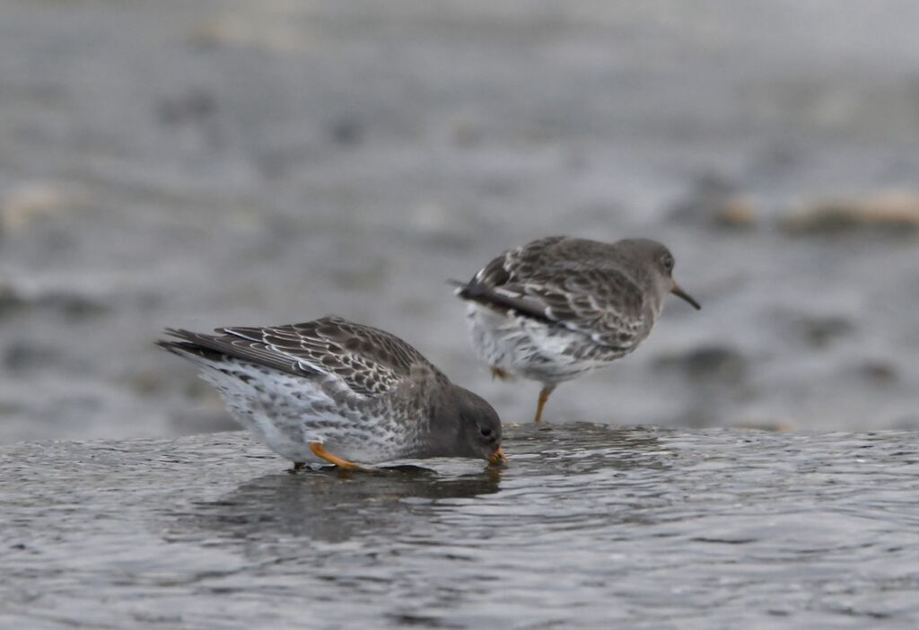 Purple Sandpiperadult post breeding, identification, eats