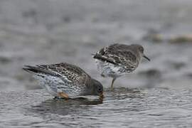 Purple Sandpiper