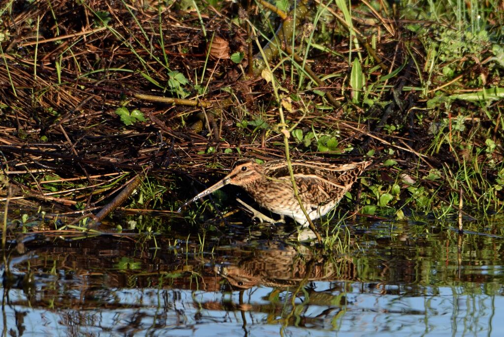 Common Snipeadult post breeding, identification