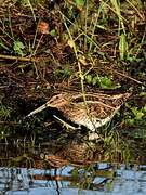 Common Snipe