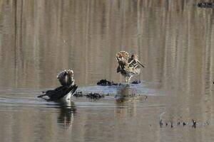 Bécassine des marais