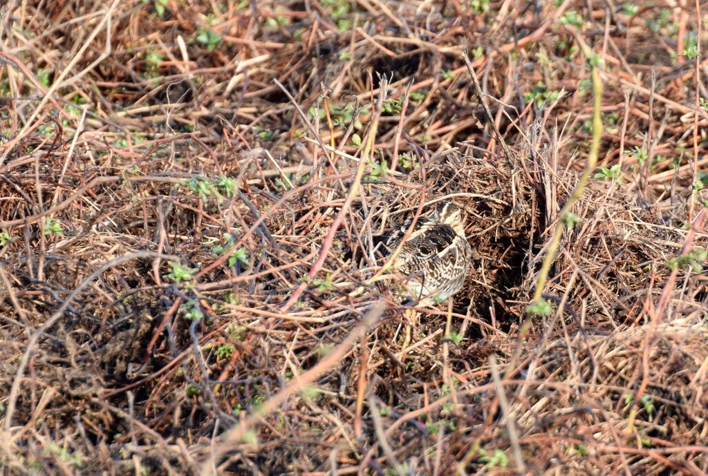 Bécassine des maraisadulte internuptial, identification, camouflage