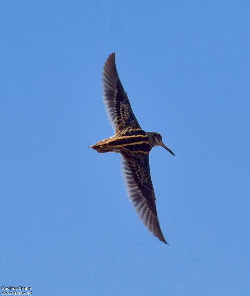 Jack Snipe, aspect, Flight