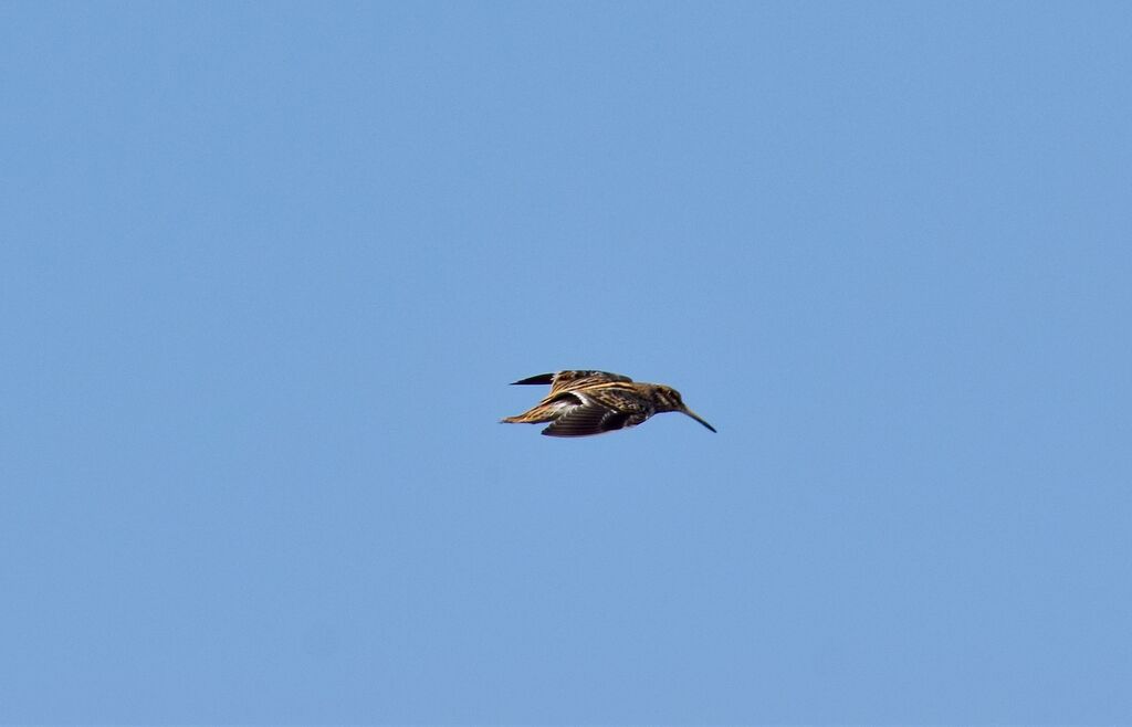 Jack Snipe, Flight