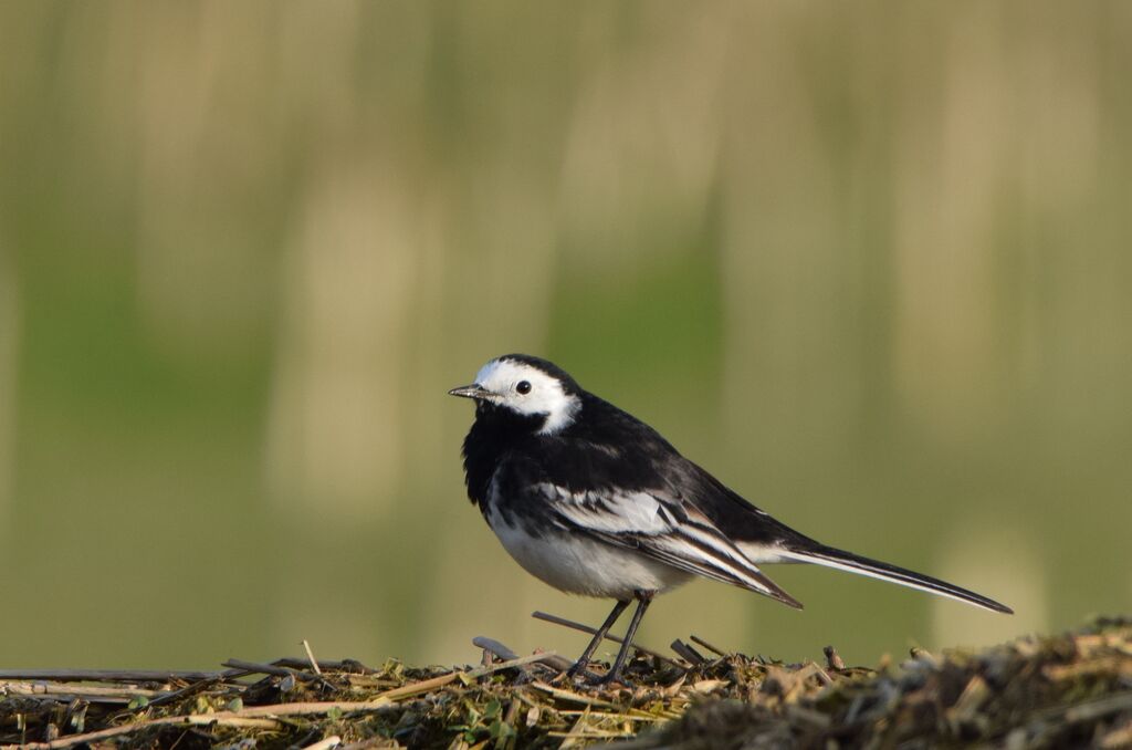 White Wagtail (yarrellii)adult post breeding, identification