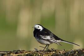 White Wagtail (yarrellii)