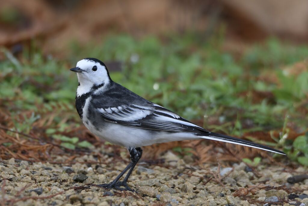 Bergeronnette de Yarrell