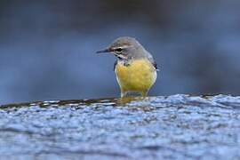 Grey Wagtail