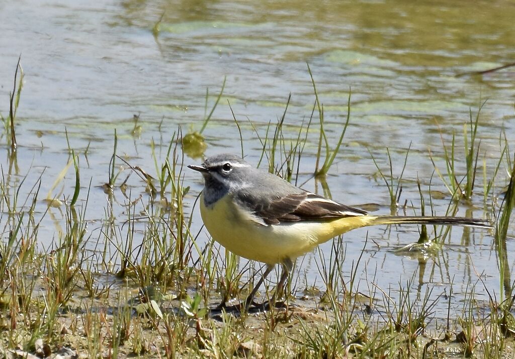 Bergeronnette des ruisseaux