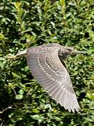 Black-crowned Night Heron