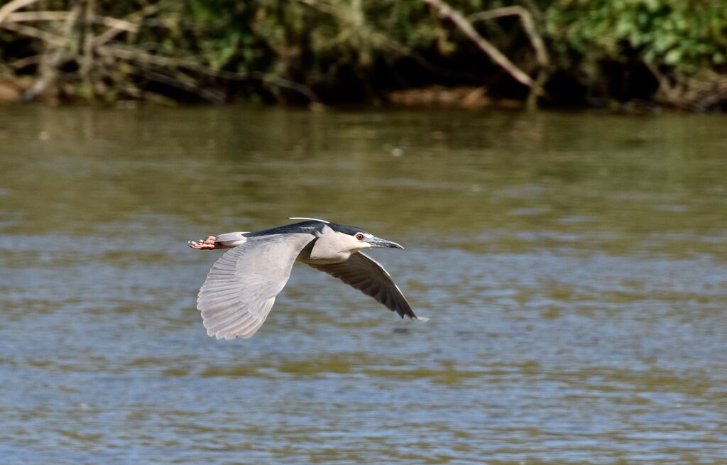 Black-crowned Night Heronadult breeding, Flight