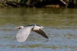 Black-crowned Night Heron