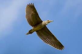 Black-crowned Night Heron