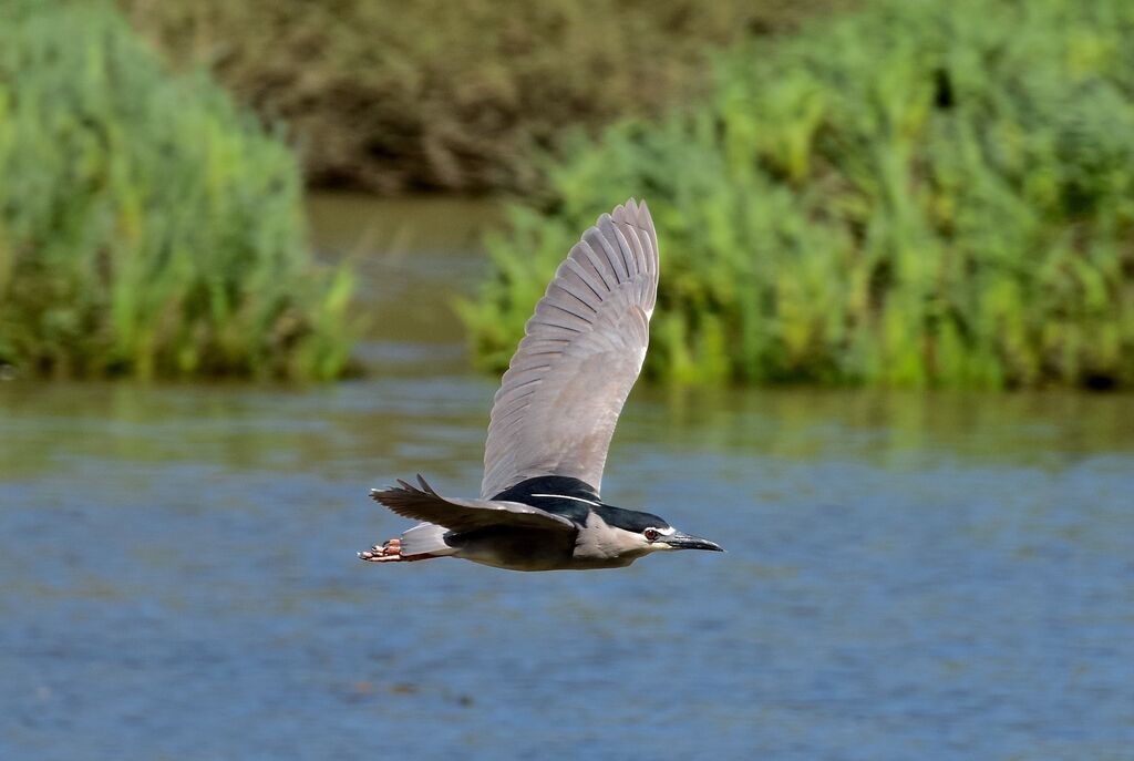 Black-crowned Night Heronadult breeding, Flight