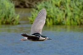 Black-crowned Night Heron