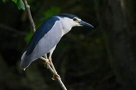 Black-crowned Night Heron