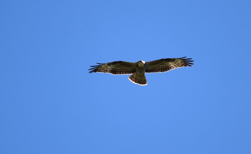 European Honey Buzzardjuvenile