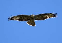 European Honey Buzzard