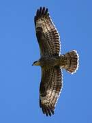 European Honey Buzzard