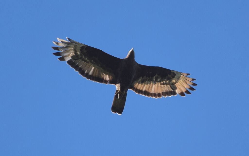 European Honey Buzzard male adult post breeding, pigmentation, Flight