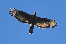 European Honey Buzzard