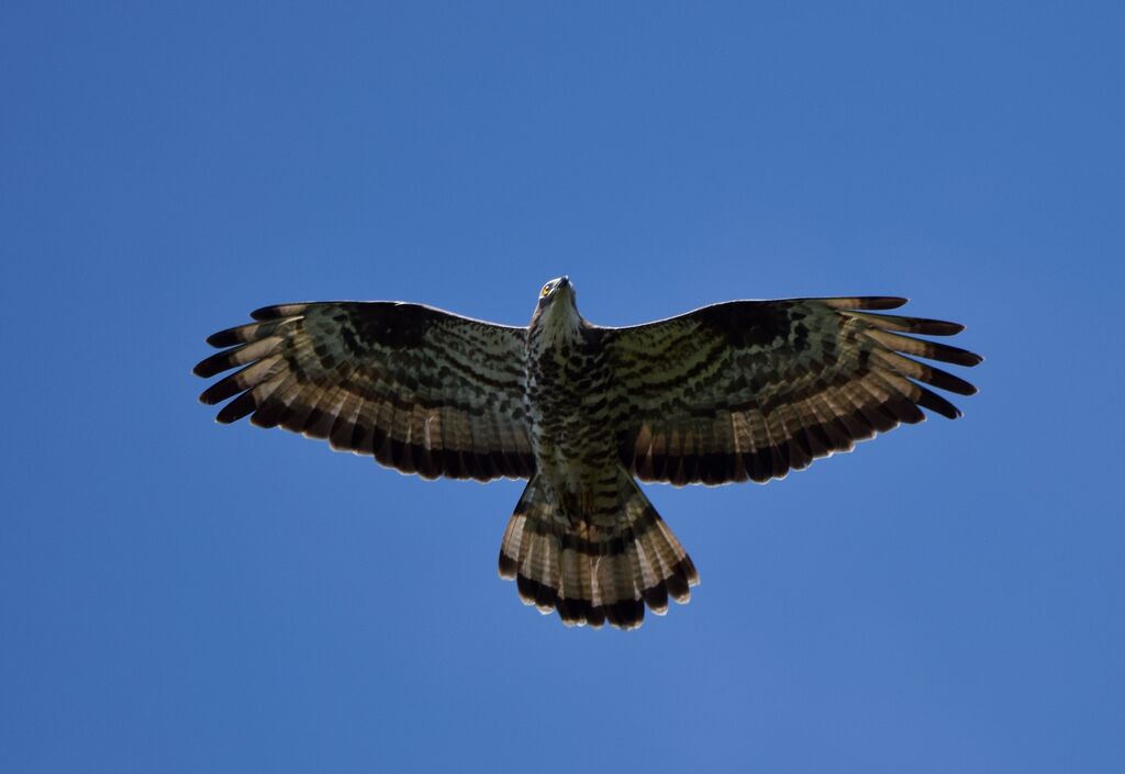 European Honey Buzzard male adult breeding, Flight, courting display