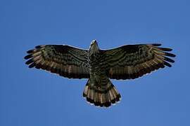 European Honey Buzzard